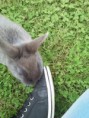 /album/hoppels/a2013-06-06-16-25-23-jpg/